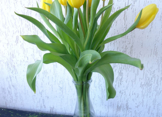 болгарские тюльпаны