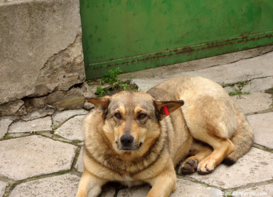 Бездомные собаки в Болгарии
