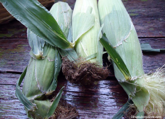 Царевица - болгарская кукуруза