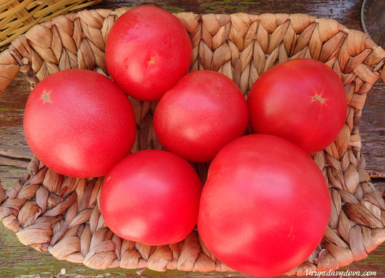 Розовые помидоры