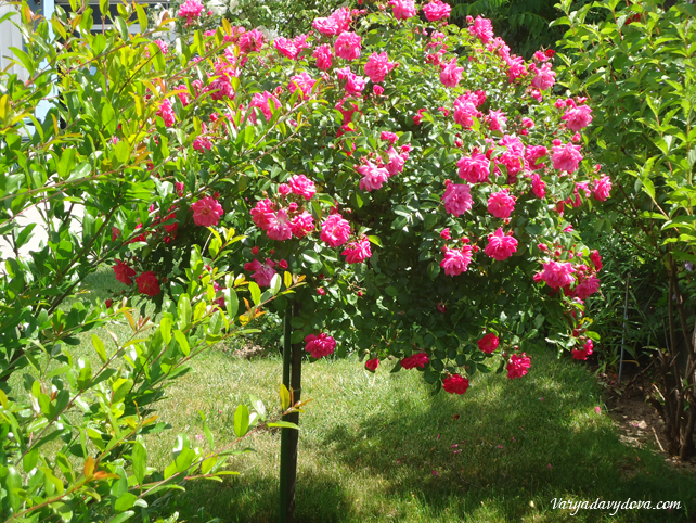 Розы в Болгарии