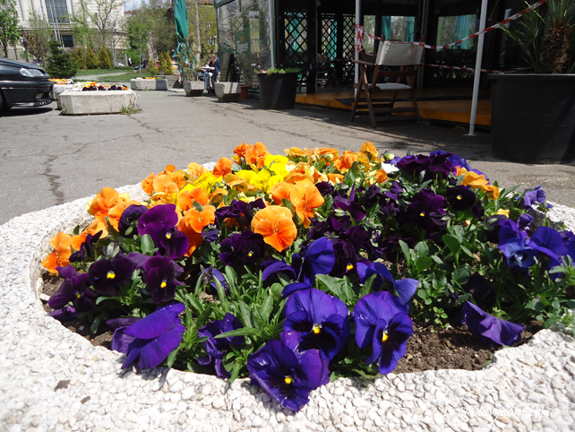 Весна в Софии.Фото